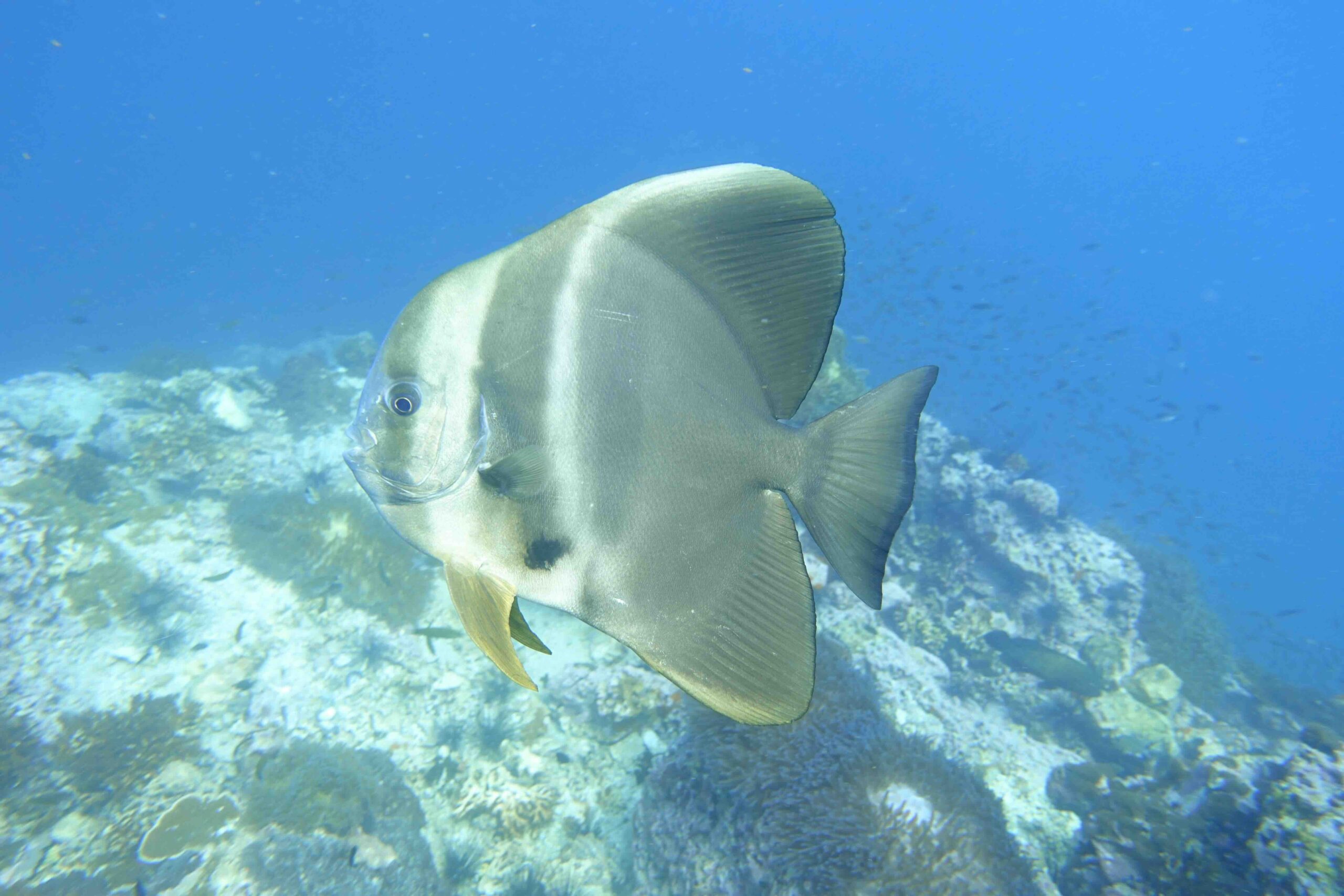 “Adult batfish swimming near the reef at Sail Rock, Thailand”