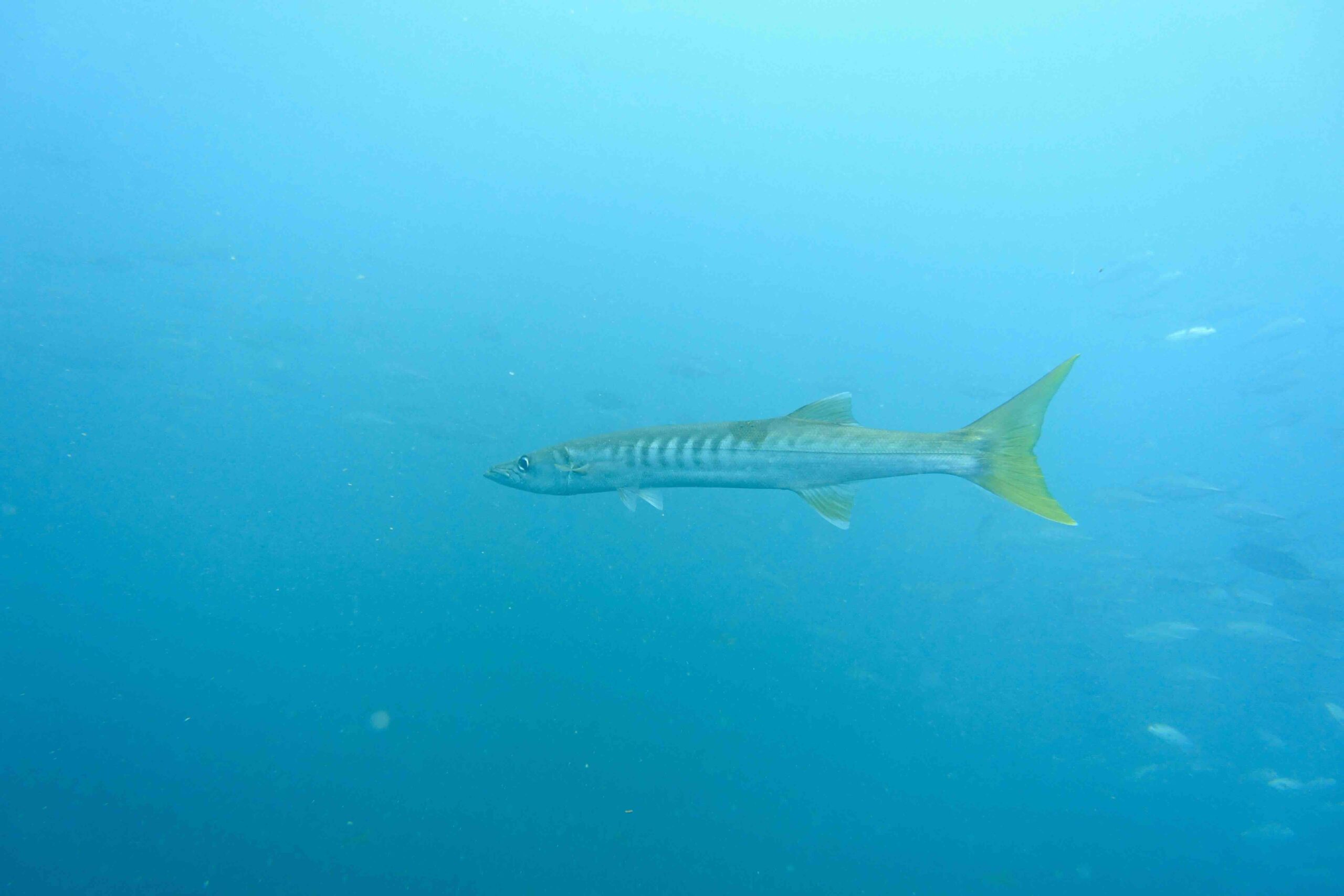 “A chevron barracuda cruising in open water at Sail Rock.”