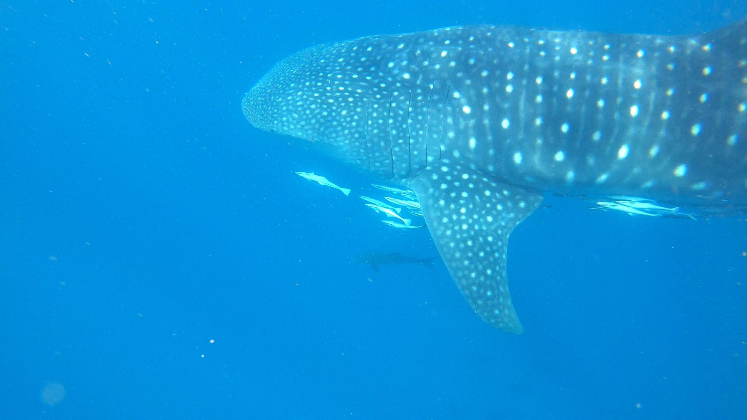 “Whale shark swimming near the surface with visible gills and remoras in Mafia Island, Tanzania.”