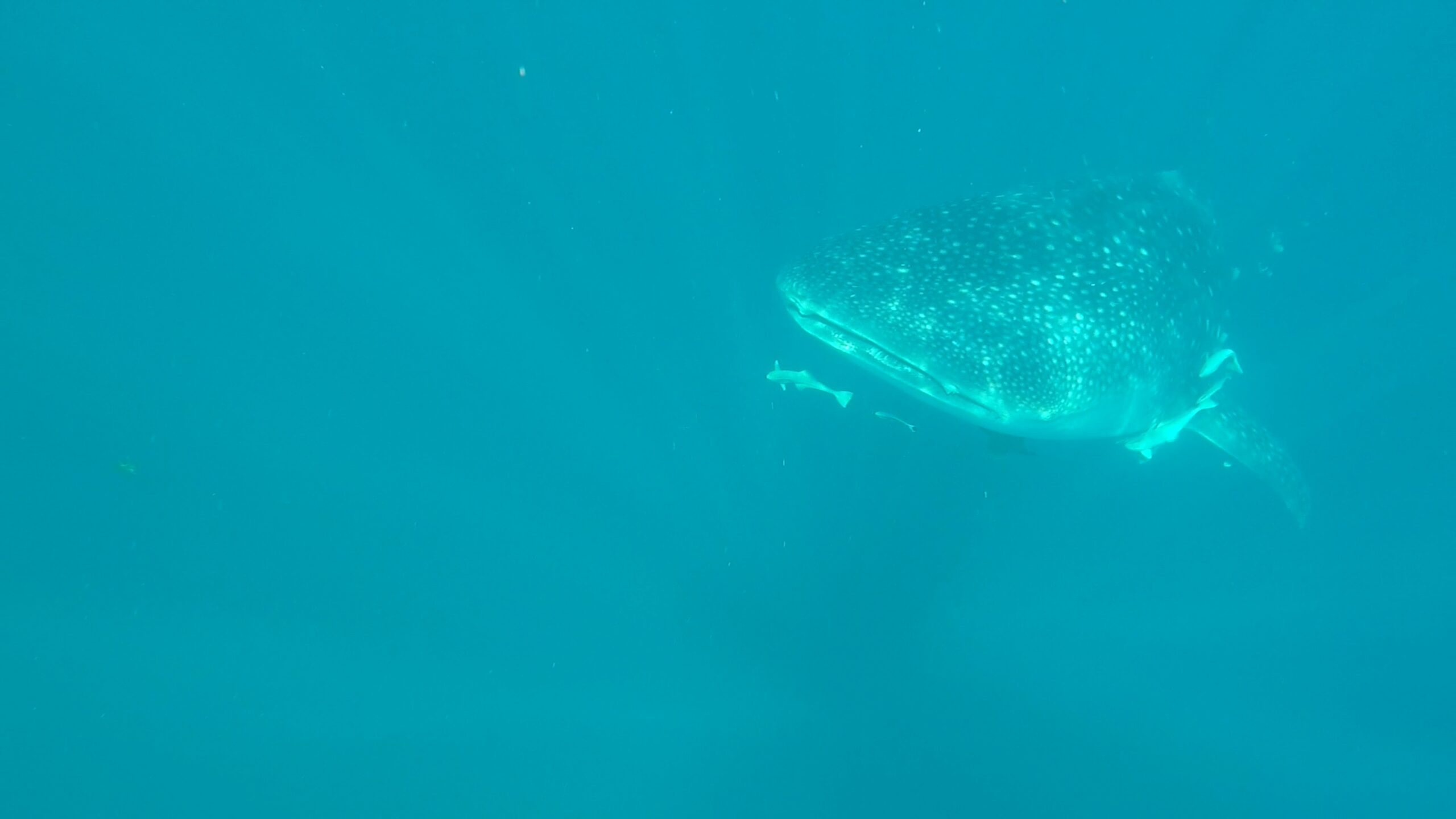 “Close-up of a whale shark’s head while snorkelling in Mafia Island’s rich marine waters.
