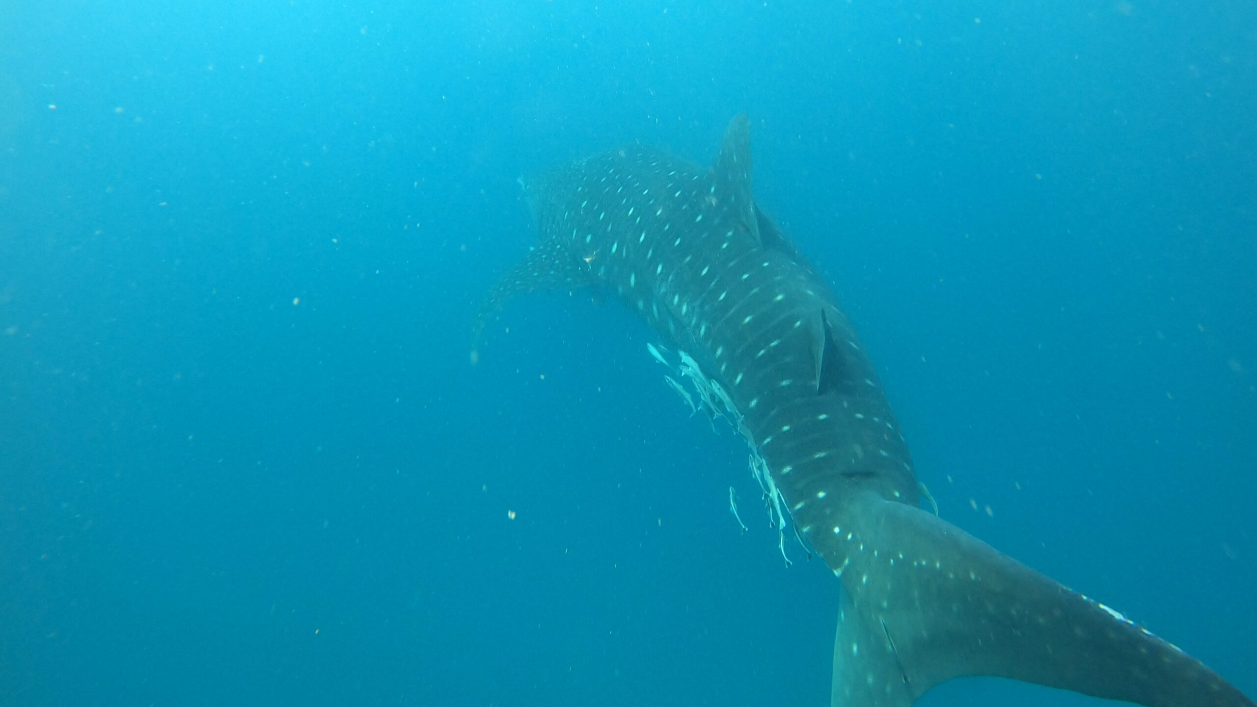 “Whale shark swimming away with remoras in clear blue water off Mafia Island, Tanzania.”