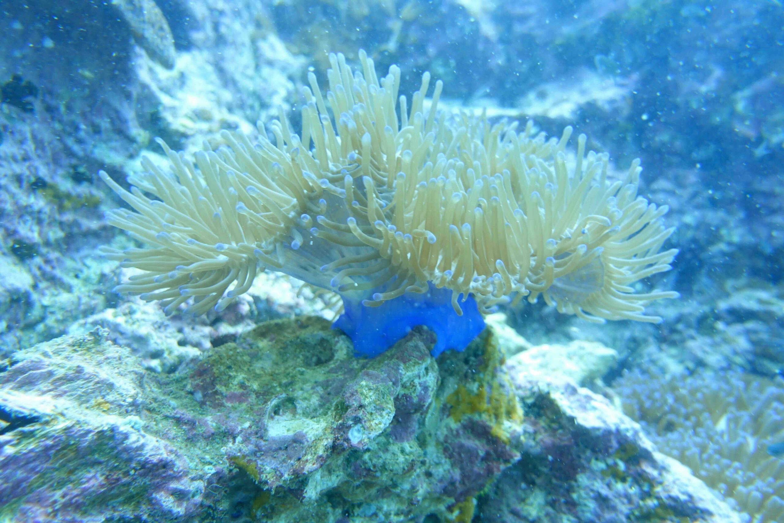 “Magnificent sea anemone with a bright blue base and long tentacles at Sail Rock.”