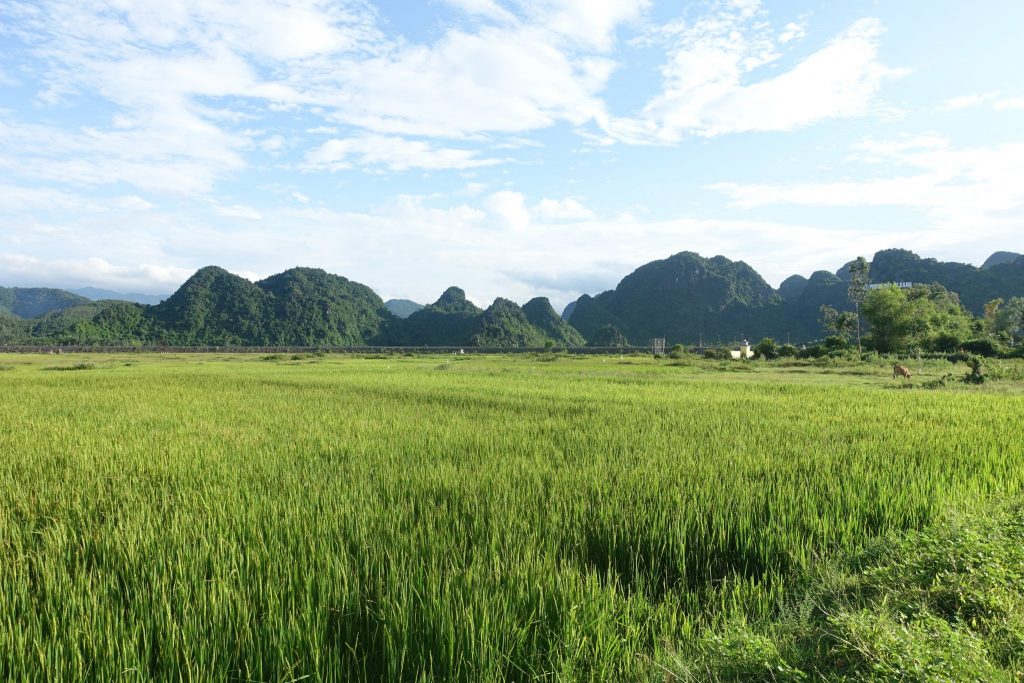 A view of the rice fields and some hills on the back, in Pong Nha.