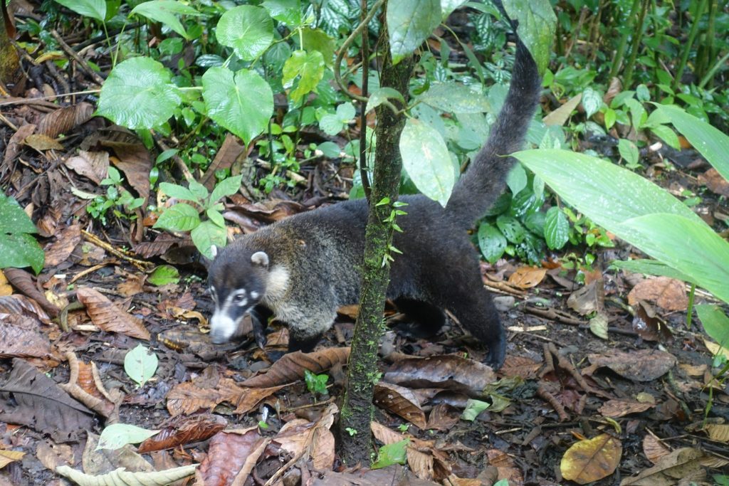 A white nose coati walking on top of dry tree leaves. 