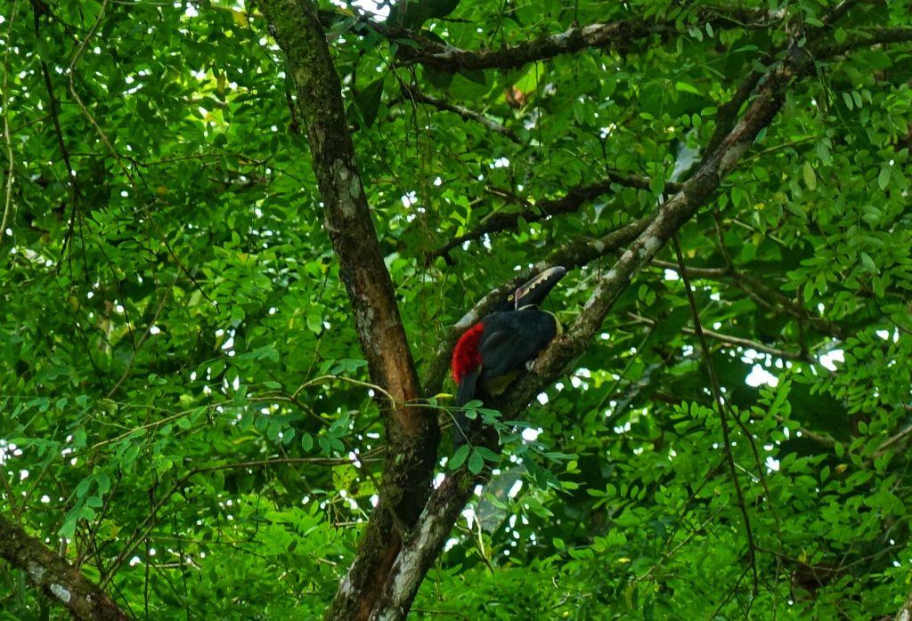 A photo of a blue and red toucan on a the branch of a tree.