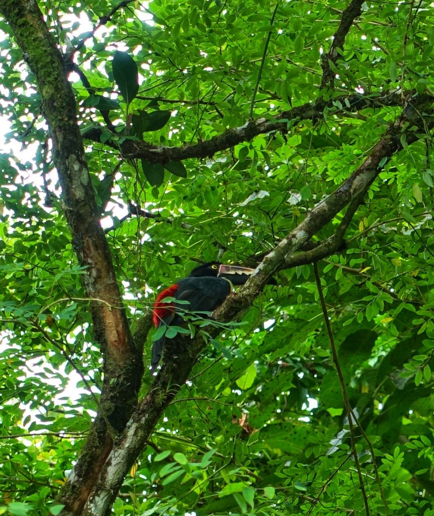 A lateral photo of a red and ble toucan and the back peak of the bird,