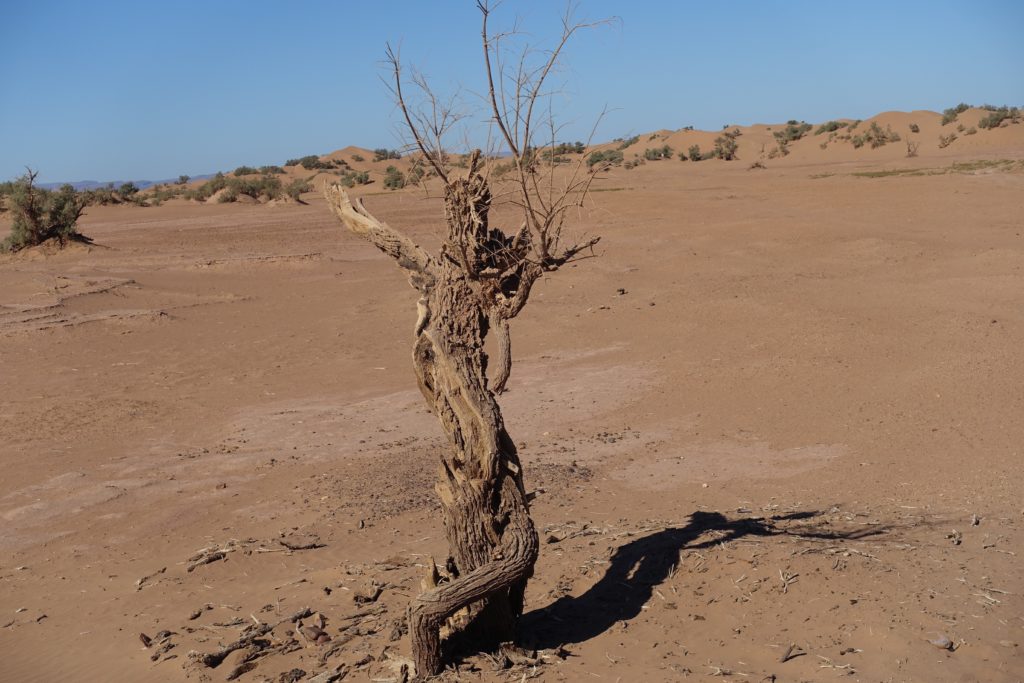 A dead tree at the entrance of the Sahara desert