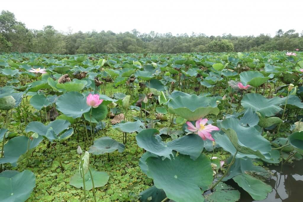 Lotus flowers on the Tra Su forest floating canals