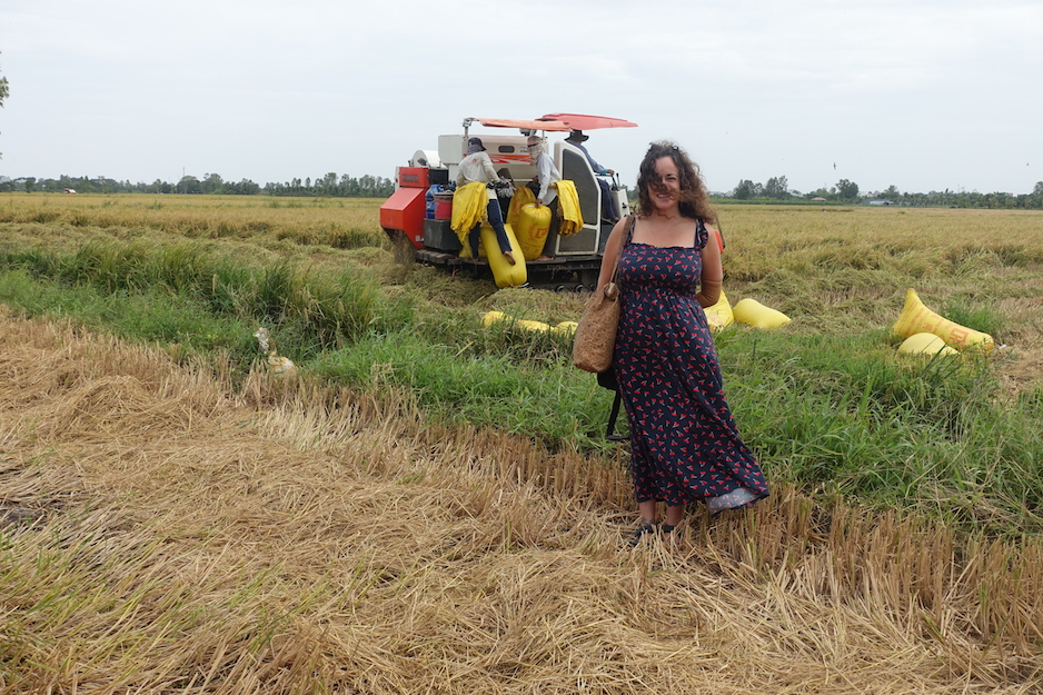 Rice plantation fields around Chau Doc