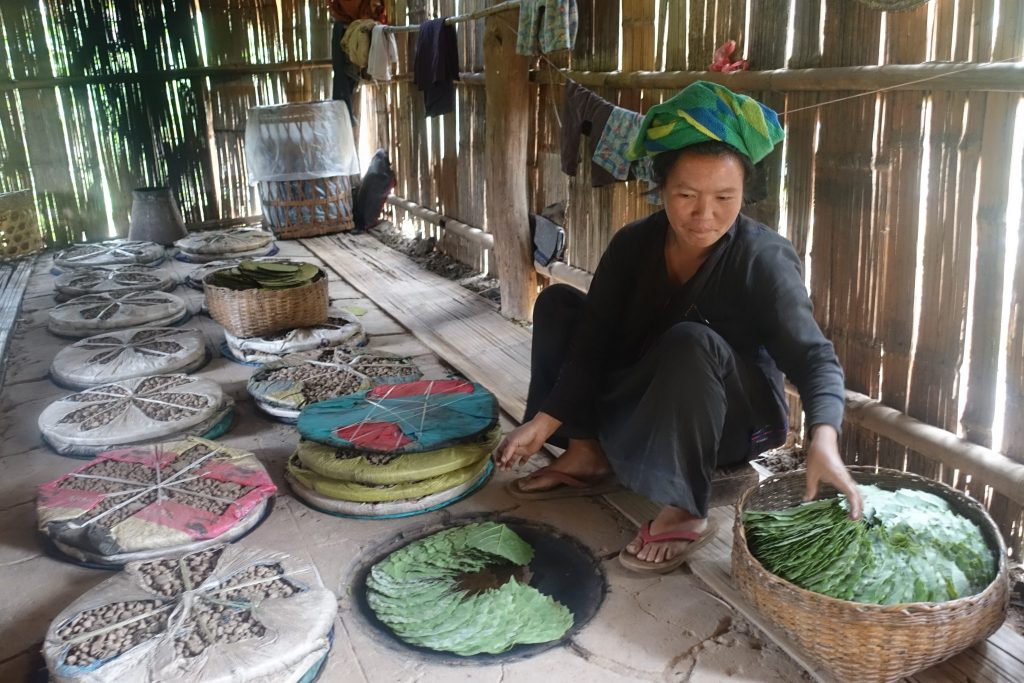 Tobacco farm in the Shan hills Woman inside a bamboo hut working with tobacco leaves. She is wearing the typical Pa'o scard on the head. he scarf is green color and her dress is black