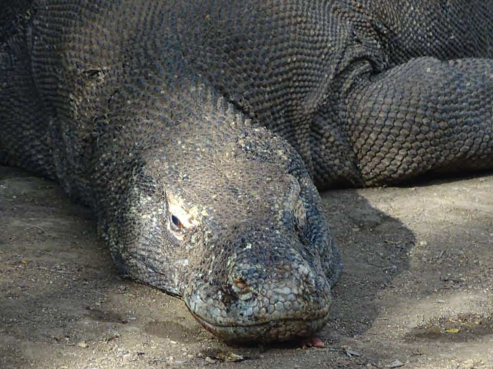 The Face and one shoulder of a Komodo dragon from very close