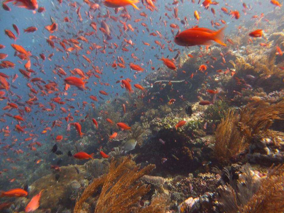 Hundreds of red Anthias on top of a coral garden at the entrance of Batu Bolong in Komodo national park