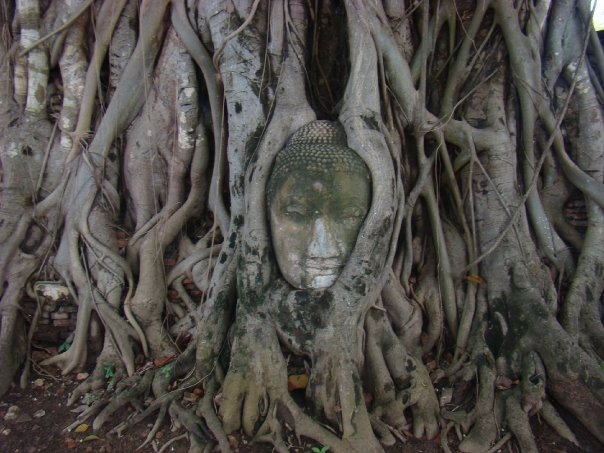 Tree roots and the famous Buddha head on a tree in Ayutthaya