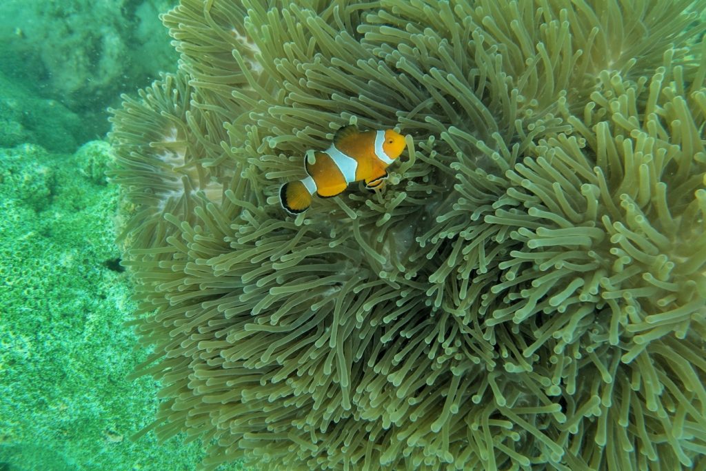 An orange and white clown fish swimming on top of green soft coral