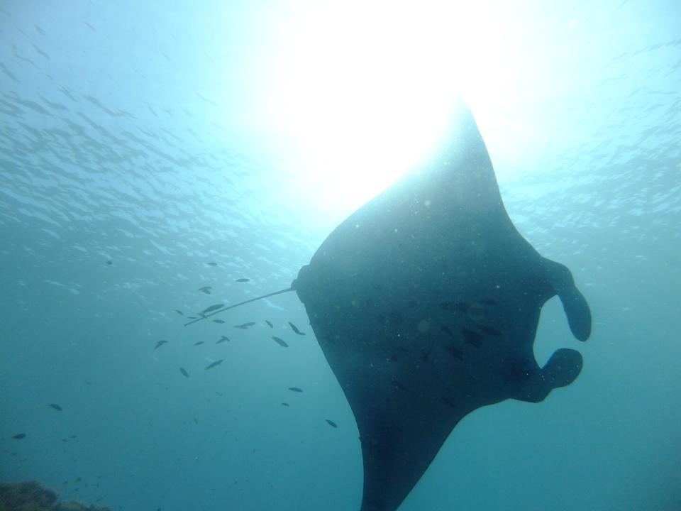 A manta ray from below with some very small fish following it at the sting. You can see also the Sun and the water surface. This is at the Komodo national park in Manta Point