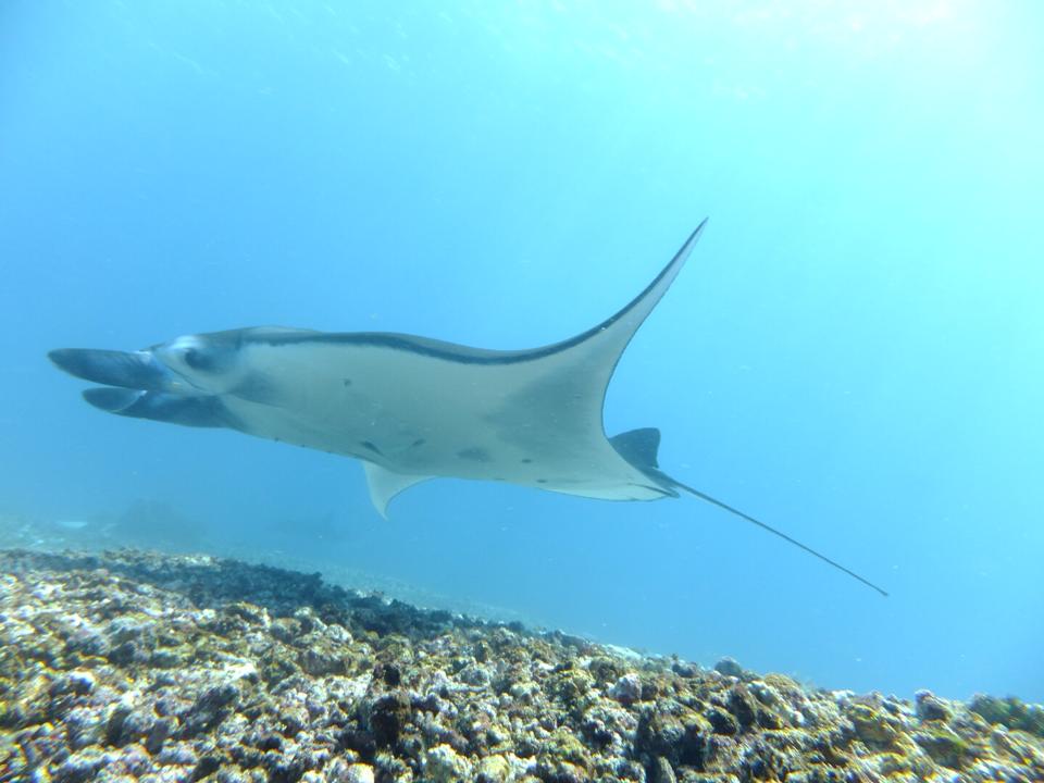 Manta Ray swimming on top of the sandy bottom in Manta Point in Komodo National Park