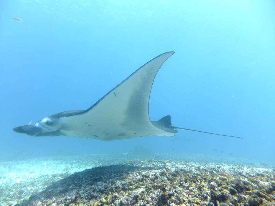 Manta Ray seen from one of the sides in Manta Point in Komodo National Park