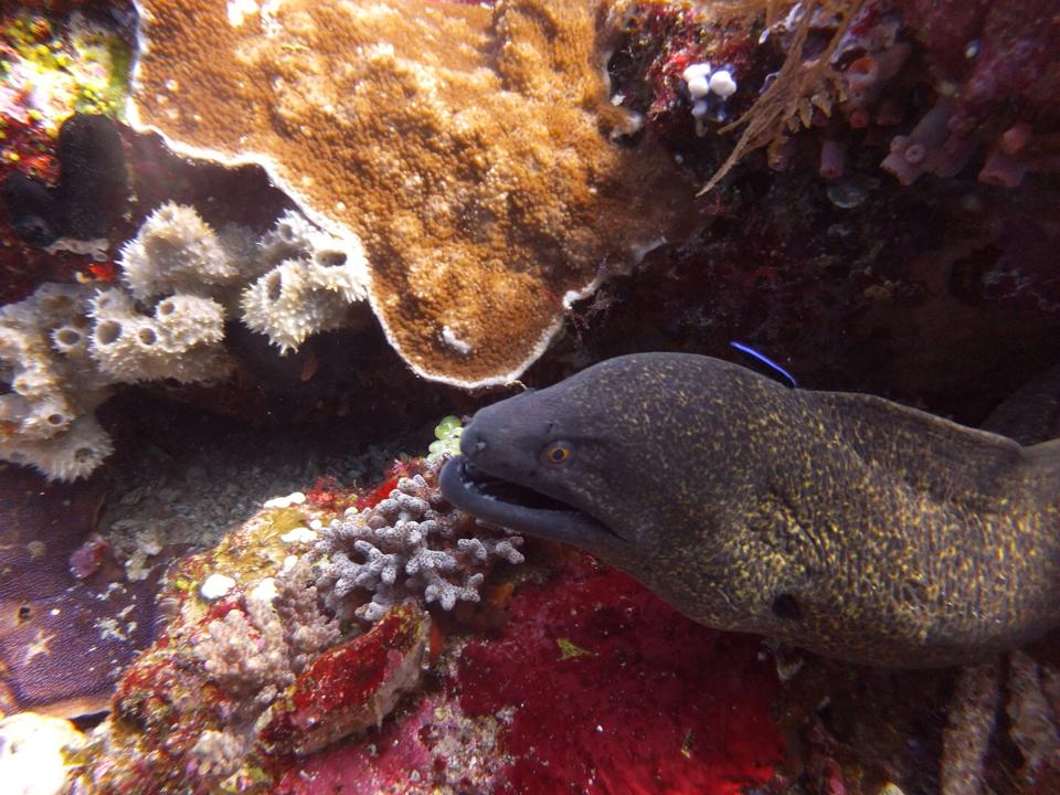 Moray Eel with mouth open coming out of some cavity with some red , white and grey coral around.