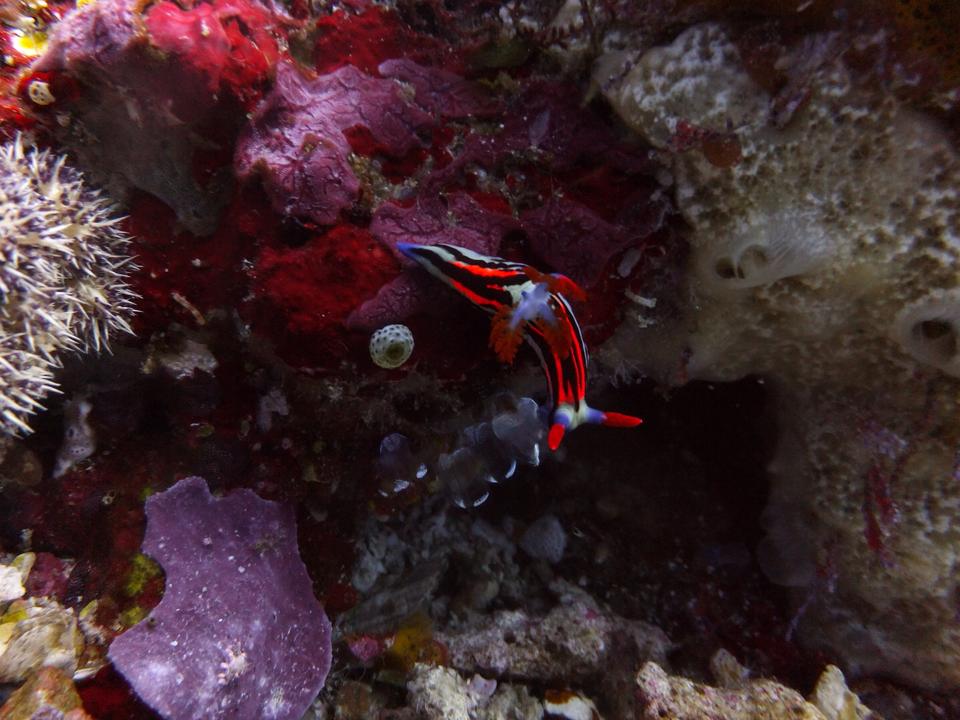 Red , white , blue and black colored nudibranch in Komodo National Park