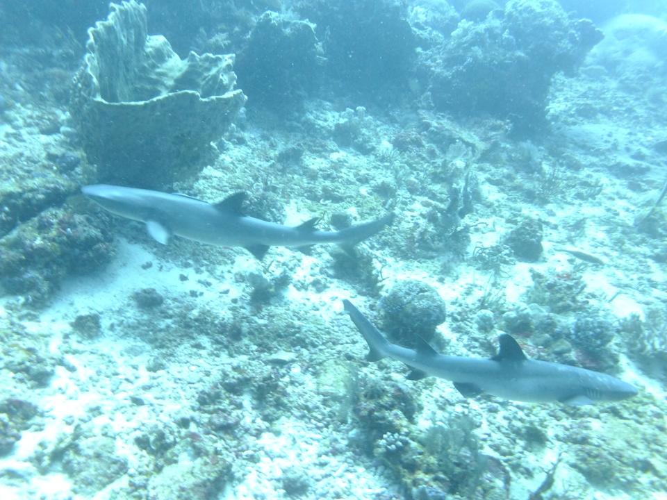Two Reef Sharks in Komodo National Park