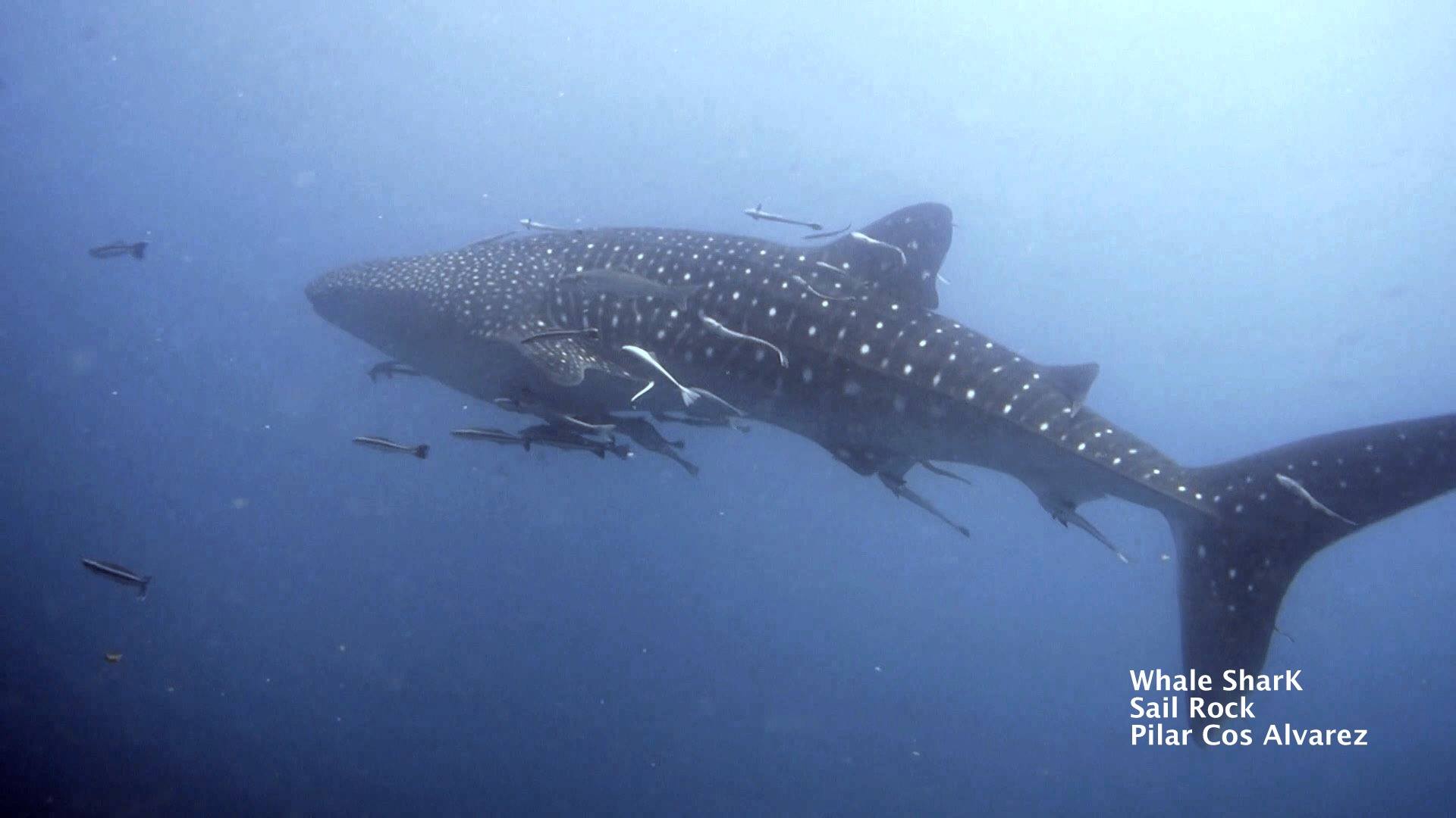 And photo of a whale shark swimming with some fish on its sides in sail rock Thailand.