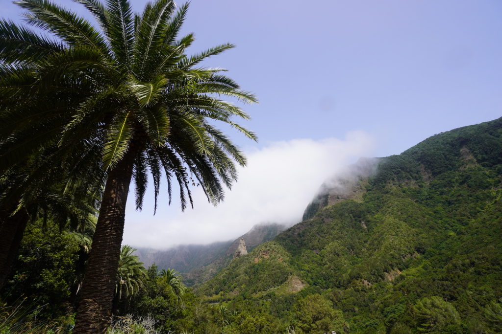 Palm tree view and the clouds from El Cedro during the hiking from Hermigua in La Gomera