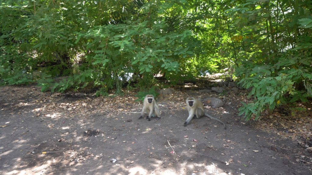 Monkeys at the Chemka hot springs area with some green vegetation on the back