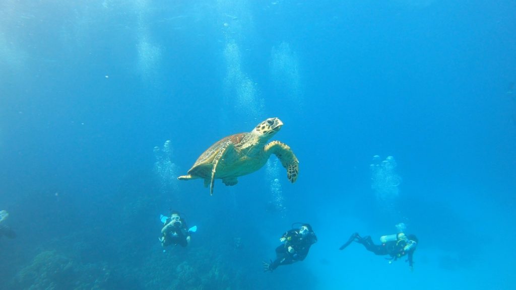 A turtle and three divers during a dive in the Islands dive site in Dahab