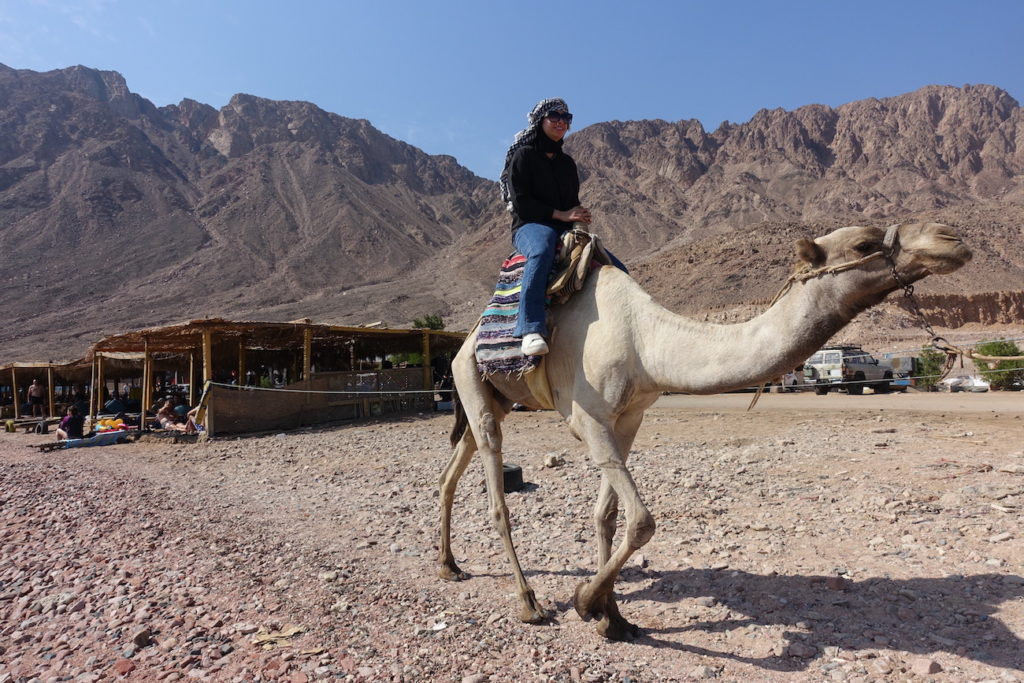 A woman riding a camel on the three pools area near Dahab