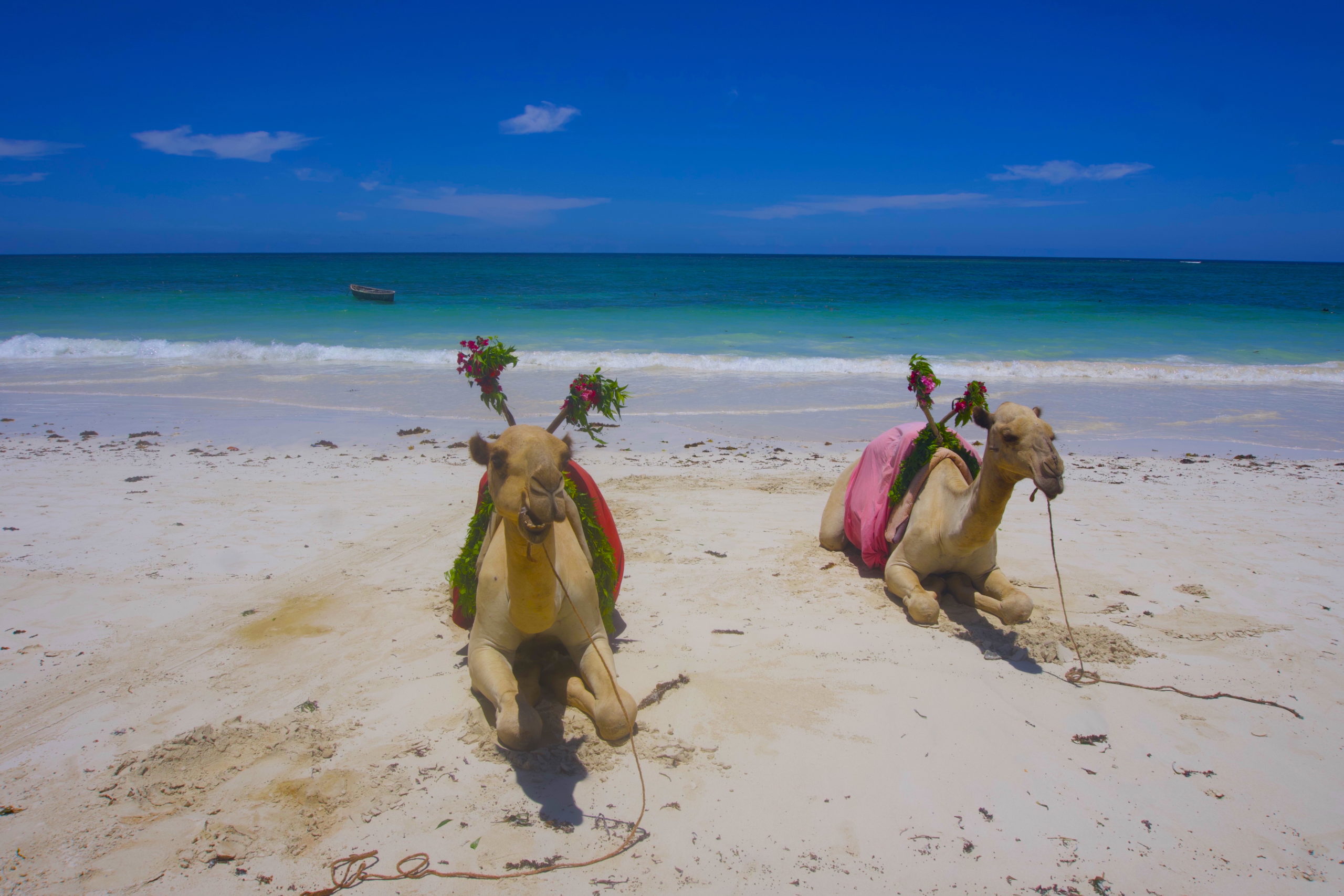 Two camels sitting at the beach for camel riding, one of the coolest things to do in Diani beach