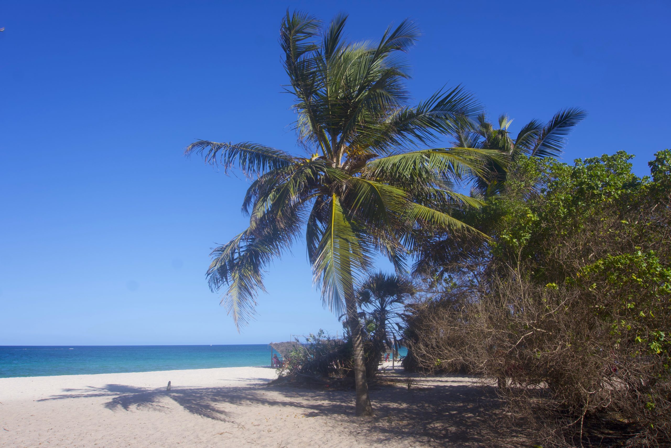 Palm tree corner at Diani beach