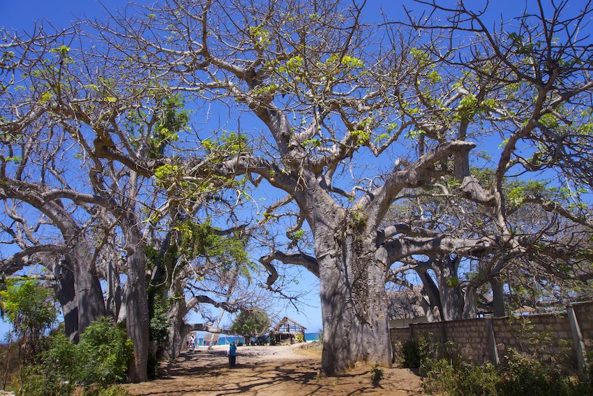 A couple of centenary baobas at the entrance of Diani beach