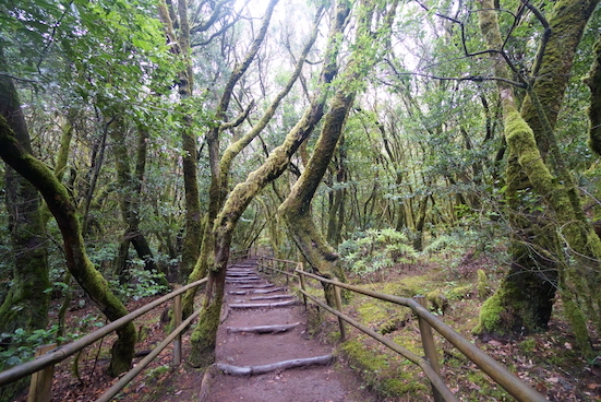 Hiking trail La Laguna 1, laurisilva forest