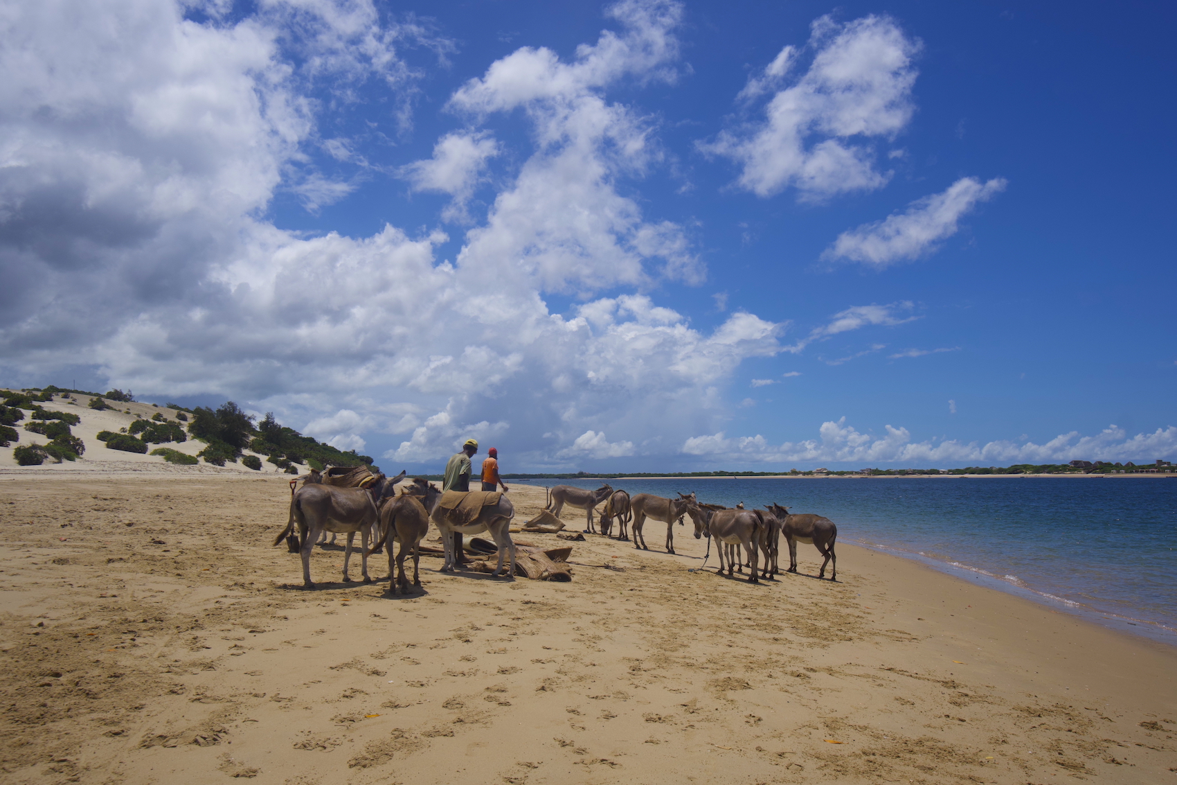 Shela beach and donkeys in Lamu island