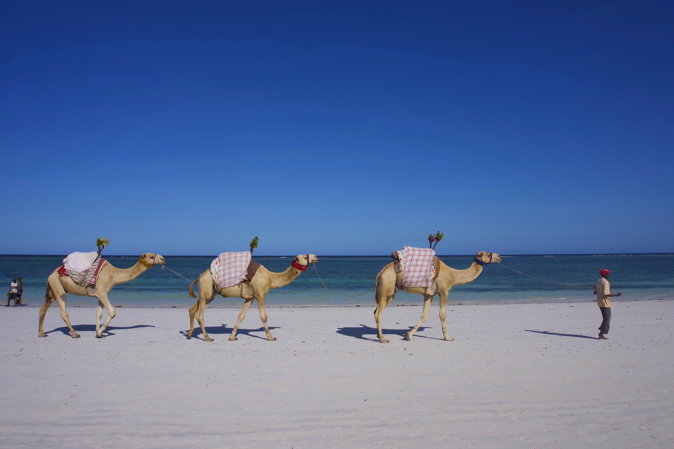 Three camels walking at the beach in Diani. You can see the blue sea on the background on a sunny day