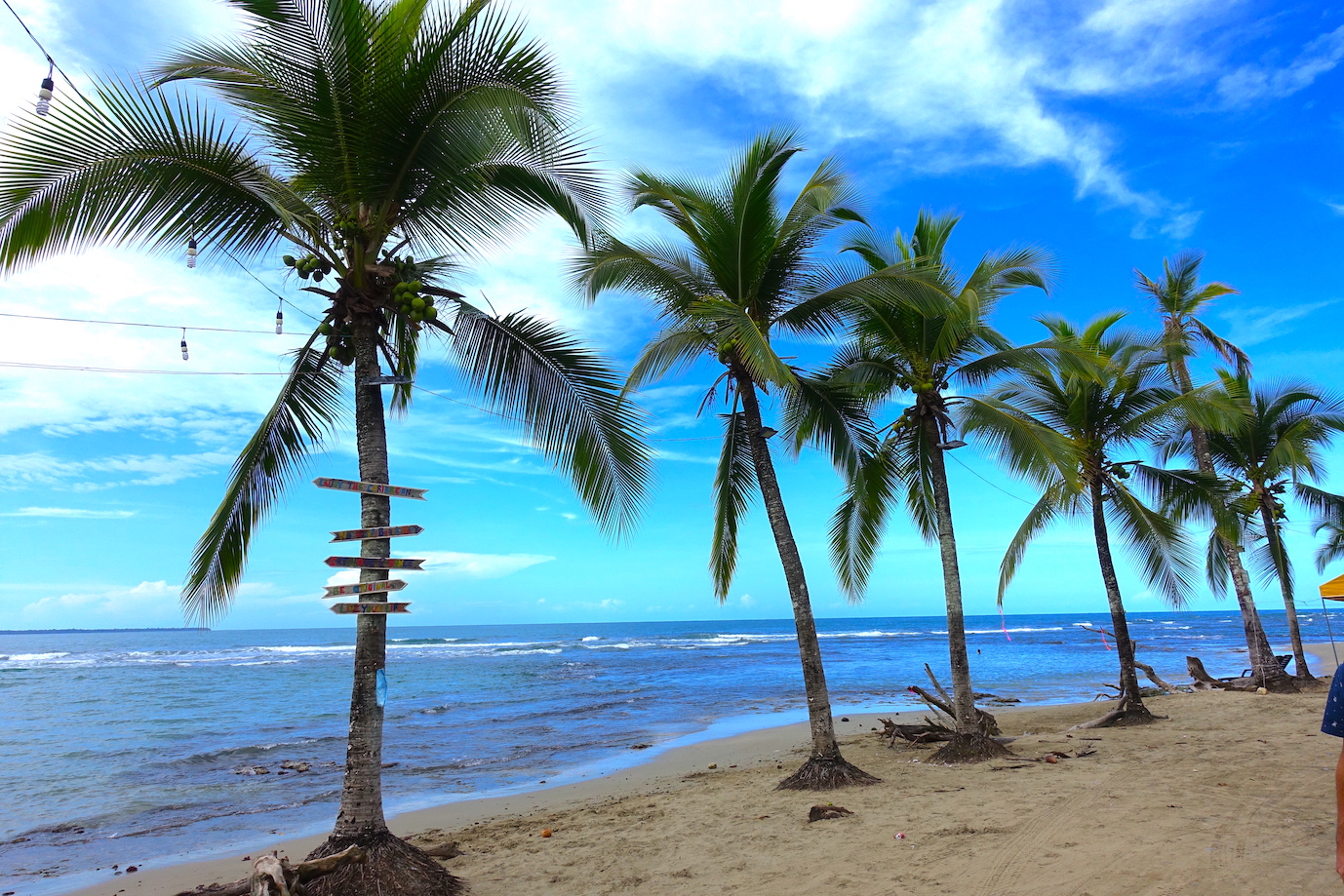 LIne of Palm trees by the sea side at Playa Chino in Puerto Viejo