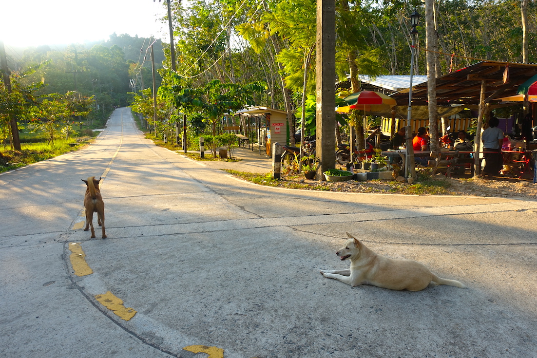 A couple of dogs resting on the road in Koh Kood