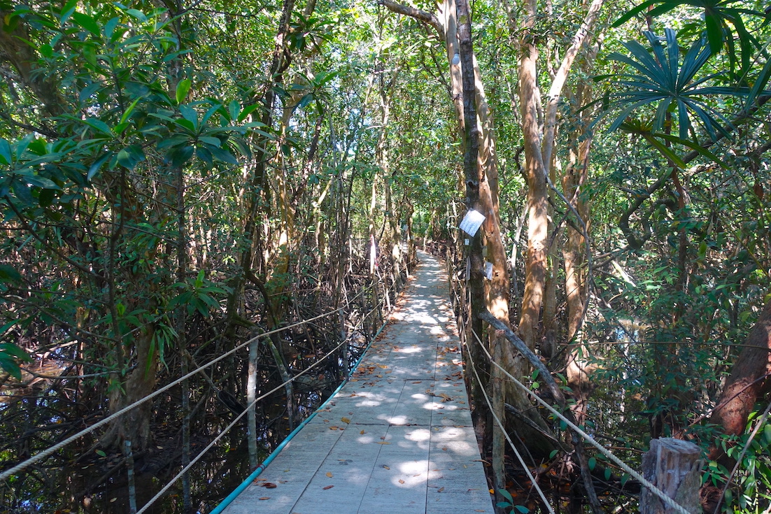 Path to my bungalow in between the mangroves in Koh Kood