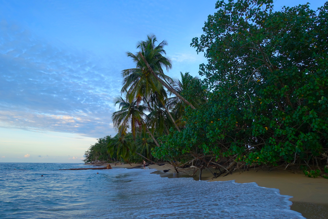 A view of Playa Grande in Costa Rica at sunset time. Several trees very close to the sea.