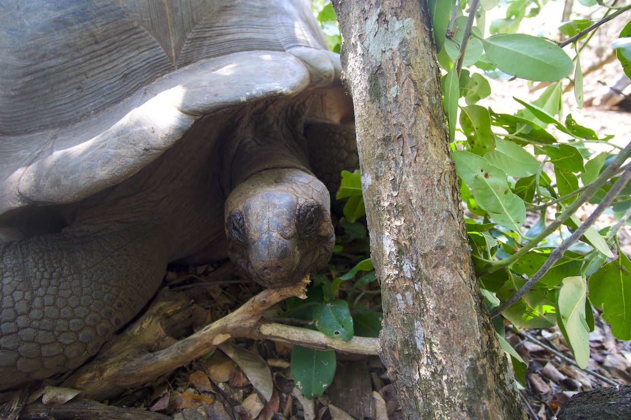 Front detailed view of the Aldabra turtle and its front part