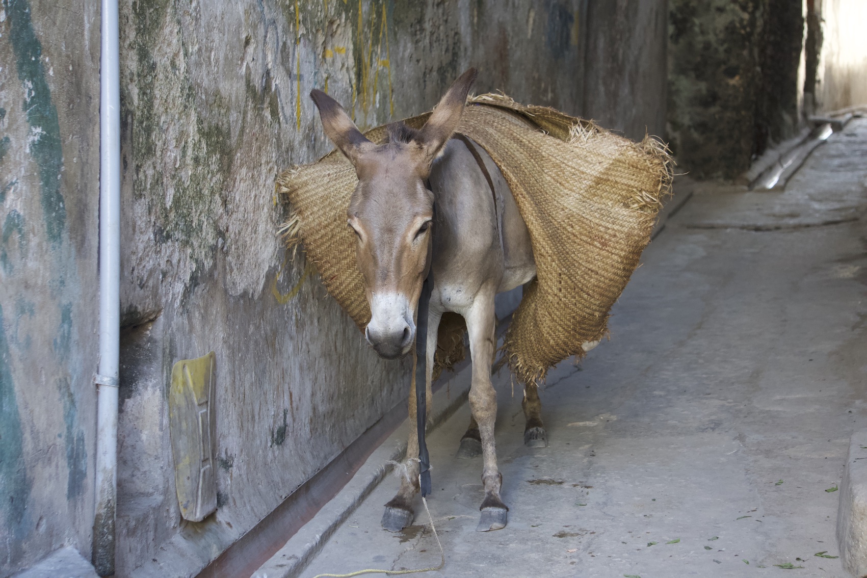 Donkey carrying bags on the streets of Lamu island Old Town