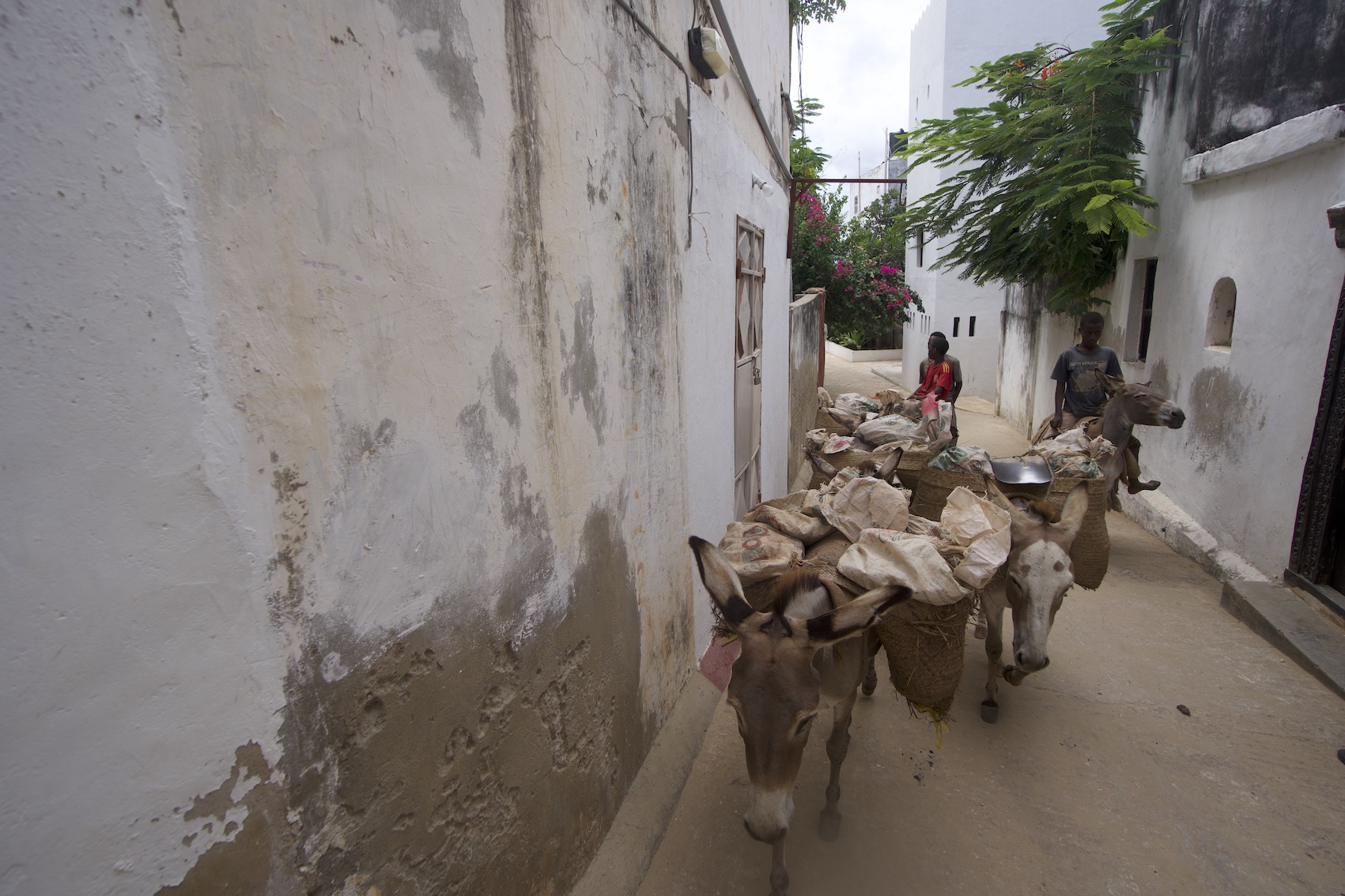 Donkeys carrying contrustions materials and some workers on Shela village