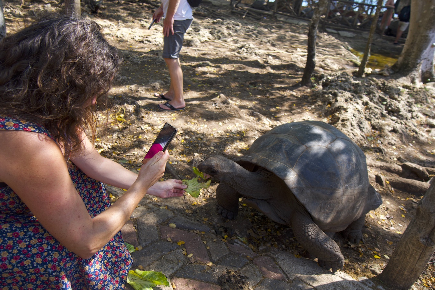 Pilar feeding an Aldabra turtle with a lettuce in Prison island Zanzibar
