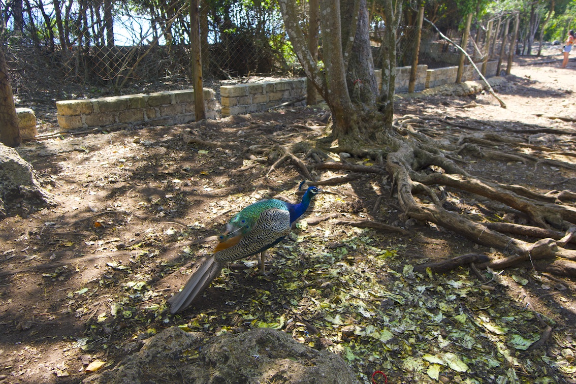 Peacock in Prison island