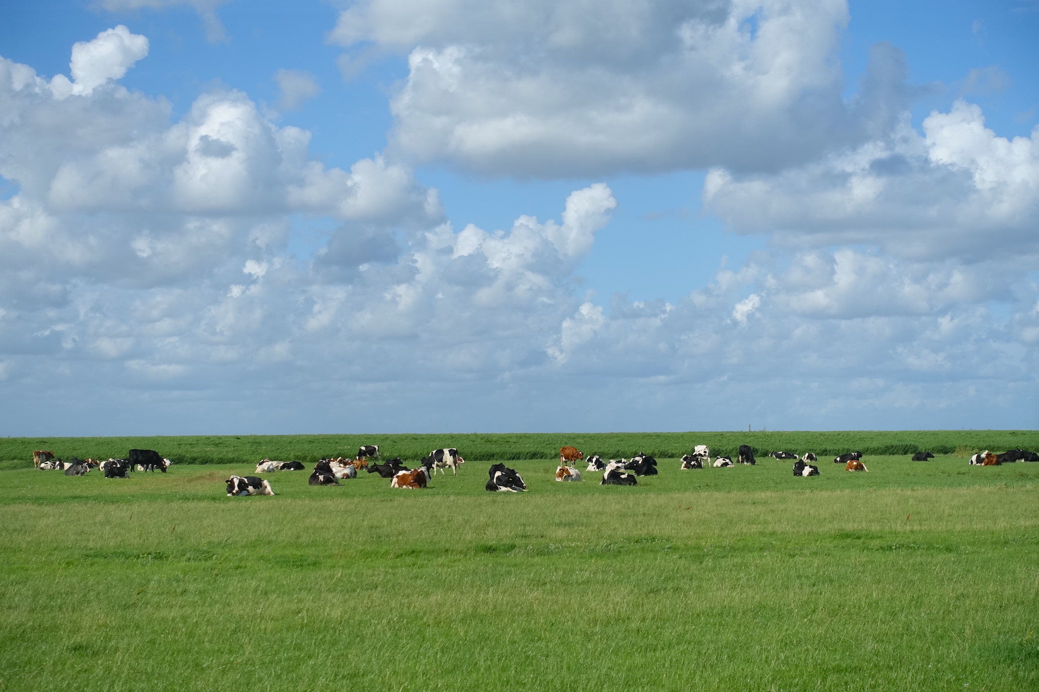 A meadow with some cows in the surroundings of Ansterdam. 