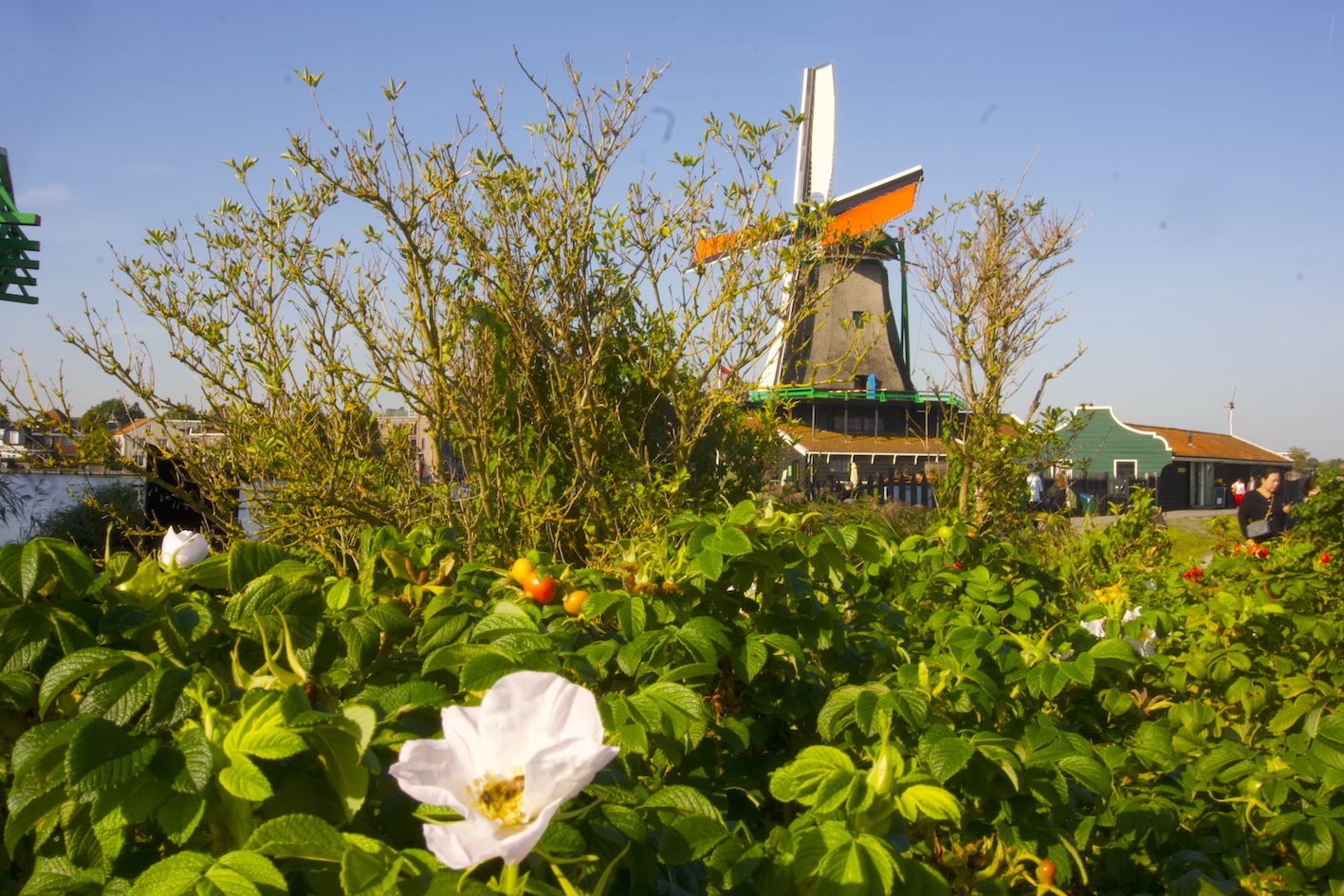 A windmill view framed by some hip rose flowers and fruits at the Zaanse Schans