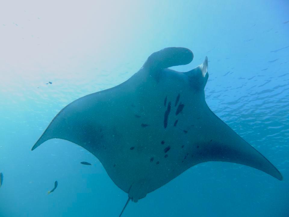 A manta ray and the sea surface during my Komodo island tour