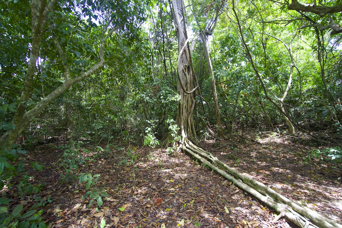 Tree with huge long roots in the forest close to Diani beach in Kenya