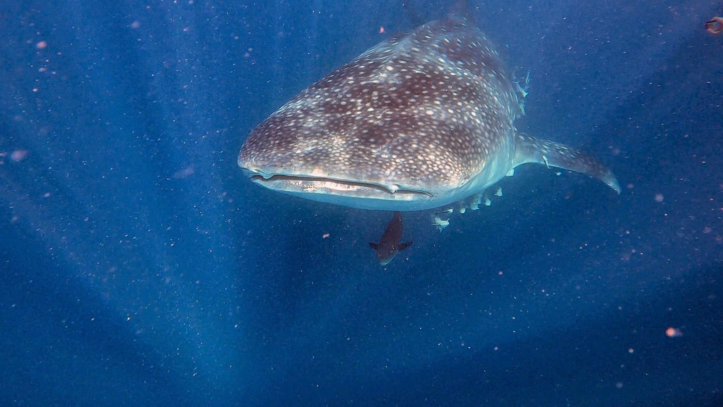 An image of a Whale Shark in Mafia island taken during the snorkeling tour.