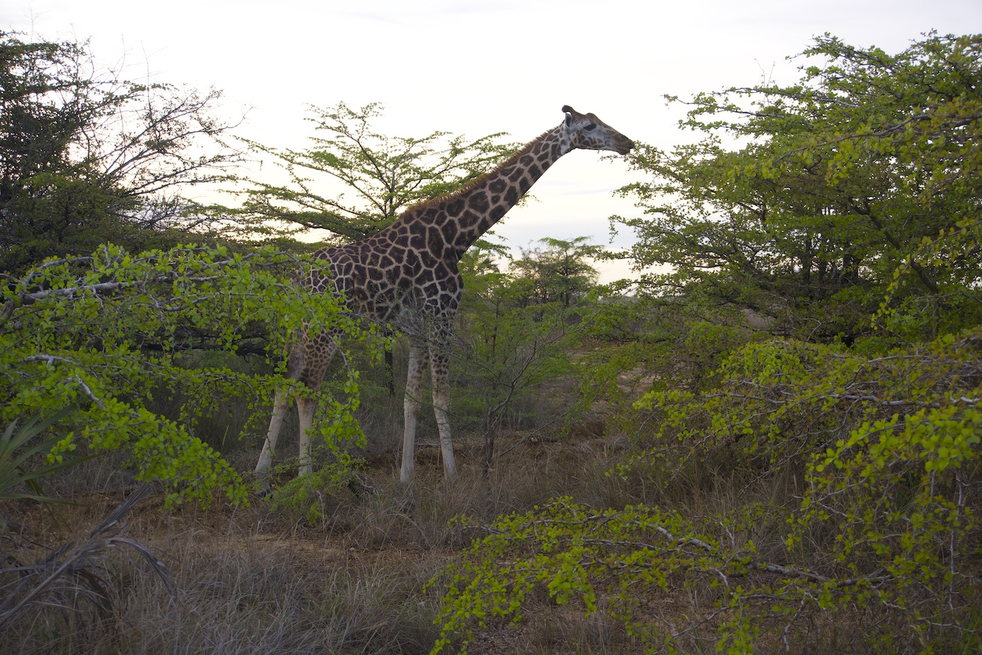 A photo a giraffe eating from a tree at sunset time at the Nguuni park in Mombasa